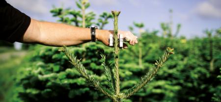 It is time for mechanical top leader regulation of your X-mas trees