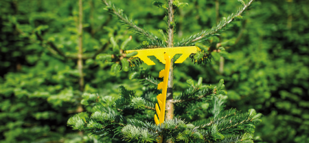 It is time for repairing and correcting your Christmas trees