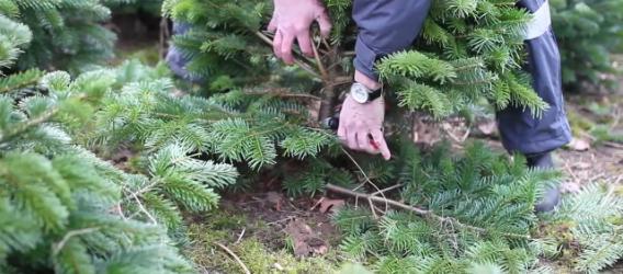 Base pruning of Christmas trees