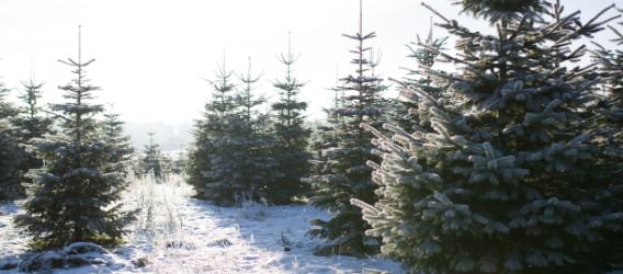 Frost damages on Christmas trees