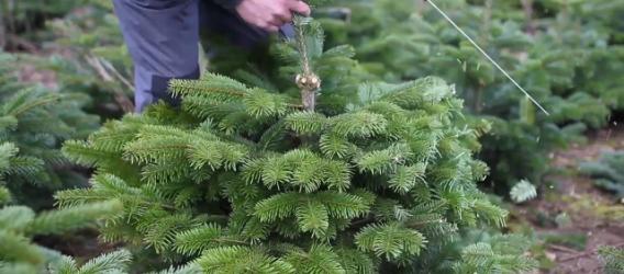 Get your Christmas trees in shape!