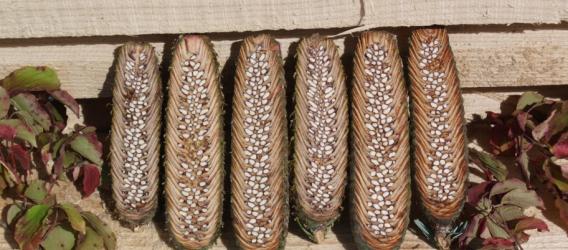 Knowledge about provenances and species of Christmas trees