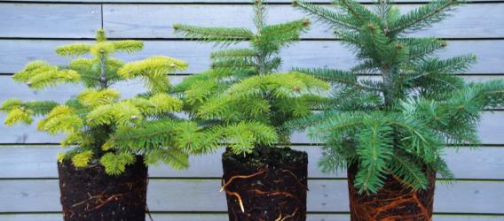 pH values and deficiency symptoms
