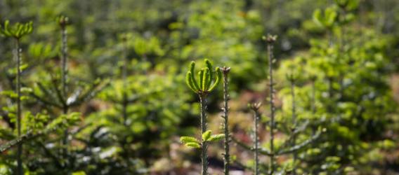 Bud formation and growth