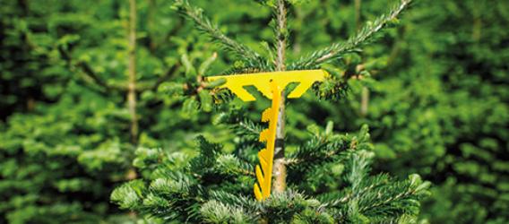 Correction of branches and repair of Christmas trees