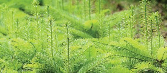 Fertilization of Christmas trees