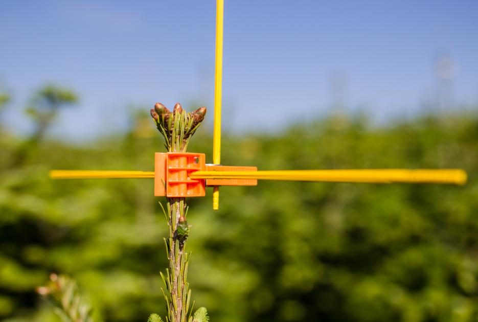 HD 2412 UK distributor Billingley Christmas Trees