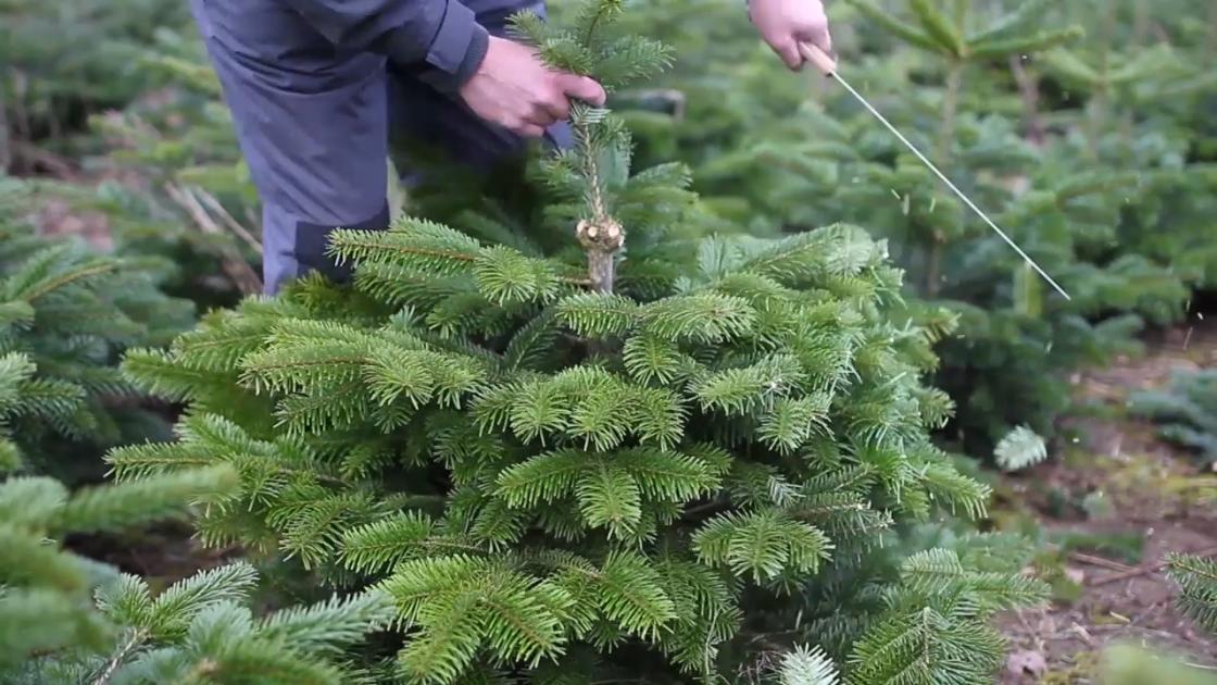 Pruning and shaping of Christmas trees Learn how to